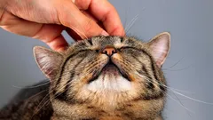 これらの猫はほぼ20年間生きる：飼い主を長く楽しませてくれる3つの品種