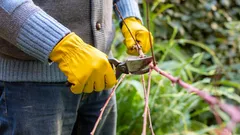 たった一つのミスで枝が腐り始める：園芸家が明かす樹木の剪定の基本ルール